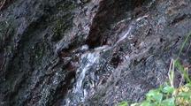 Water Pouring From Saturated Rain Forest Moss, Rock, And Forest Debris.