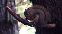 Squirrel Feeding On A Cone