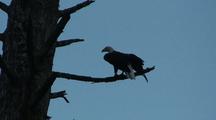 A Bald Eagle Takes Off From A Tree Branch 