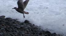 Winter Storm Scene. Sea Birds (Gulls) Avoiding The Ocean Surf.
