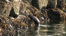 A River Otter Feeding In A Stream Estuary