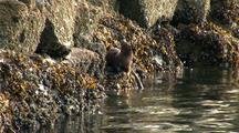 A River Otter Feeding In A River Estuary