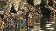 A River Otter Feeding In A River Estuary