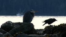 Great Blue Heron & Raven With A Fishing Boat In Background.