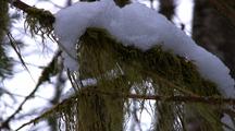 Winter Scene: Snow Collecting On Tree Moss