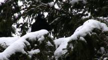A Raven Enjoys The Snow