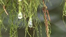 Winter Scene: Frozen Water Drops In Moss.