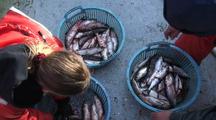 Research Fish Technicians & Herring