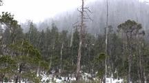 Falling Snow In The Alpine Muskeg