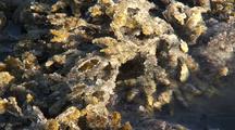 Herring Eggs And Spawn  On Kelp( Alaska Native Food)