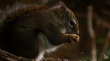 A Squirrel Eating A Hemlock Cone.