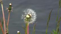 Dandelion Seeds Blow In The Wind.