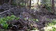 Logging Debris From Clear Cutting