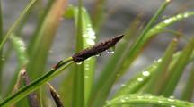 Water Drops On Sedge Grass