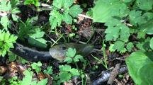  Rainforest: Banana Slug
