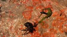 Tide Pool: Hermit Crab & Algae
