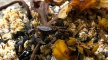 Tide Pool: Shore Crab, Barnacles & Mussels