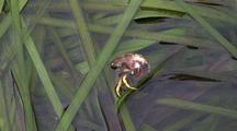Tide Pool: Eel Grass & Hermit Crab