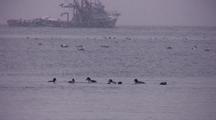 Commercial Fishing Boat  In A Snow Storm & Seabirds