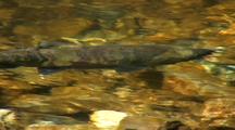 Single Chum Salmon In Spawning Colors Swims Up Stream