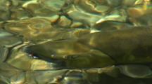 A Chum Salmon In Spawning Colors