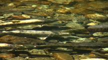 Chum And Pink Salmon In Spawning Colors