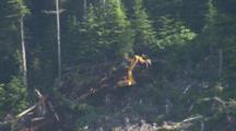 Clear-Cut Logging With Heavy Equipment