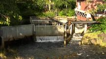 Fish Hatchery Ladder/Weir Full Of Salmon