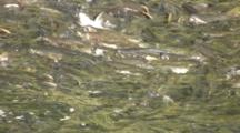 Fish Hatchery Ladder/Weir Full Of Salmon