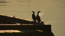 Cormorants Steaming 