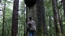 A Hiker/Hunter Examining A Spruce Tree Burl