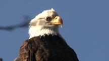 Royalty Free Stock Footage Bald Eagle