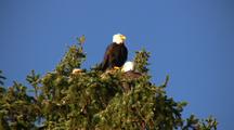 Bald Eagles Roost At Top Of Tree
