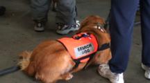 Coast Guard Helicopter Search And Rescue Dogs