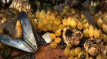 Abstract: Zoom Out Of Star Fish, Mussels, Kelp, And Othe Invertebrates