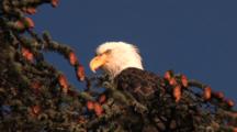 Bald Eagles Siting In A Tree Full Of Cones