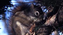Squirrel Feeding On A Spruce Tree Cone