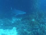 Soupfin Shark In Kelp Forest