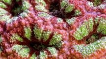 A Focus Stacked Macro Time Lapse Of An Acanthastrea Coral Moving