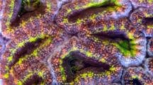 A Focus Stacked Macro Time Lapse Of An Acanthastrea Coral Moving, Frame Zooms In