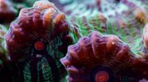 A Focus Stacked Macro Time Lapse Of A Fluorescent Chalice Coral Moving, Framze Zooms Out And Rotates