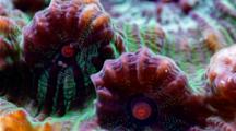 A Focus Stacked Macro Time Lapse Of A Fluorescent Chalice Coral Moving