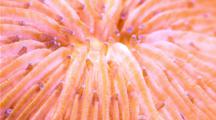 Focus Stacked Macro Time Lapse Of A Fluorescent Fungia Coral Moving,  Frame Zooms Out