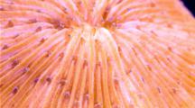 Focus Stacked Macro Time Lapse Of A Fluorescent Fungia Coral Moving, Frame Zooms In