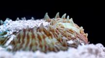 Focus Stacked Macro Time Lapse Of A Fungia Coral Emerging From Sand Burrow