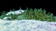Focus Stacked Macro Time Lapse Of A Fungia Coral Emerging From Sand Burrow