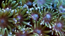 Focus Stacked Macro Time Lapse Of A Fluorescent Goniopora Coral Moving