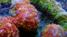Focus Stacked Macro Time Lapse Of A Fluorescent Rainbow Lobophyllia Coral