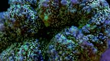 Focus Stacked Macro Time Lapse Of A Fluorescent Lobophyllia Coral,Frame Zooms Out