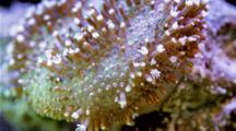 Focus Stacked Macro Time Lapse Of A Soft Octocoral Extending Tentacles